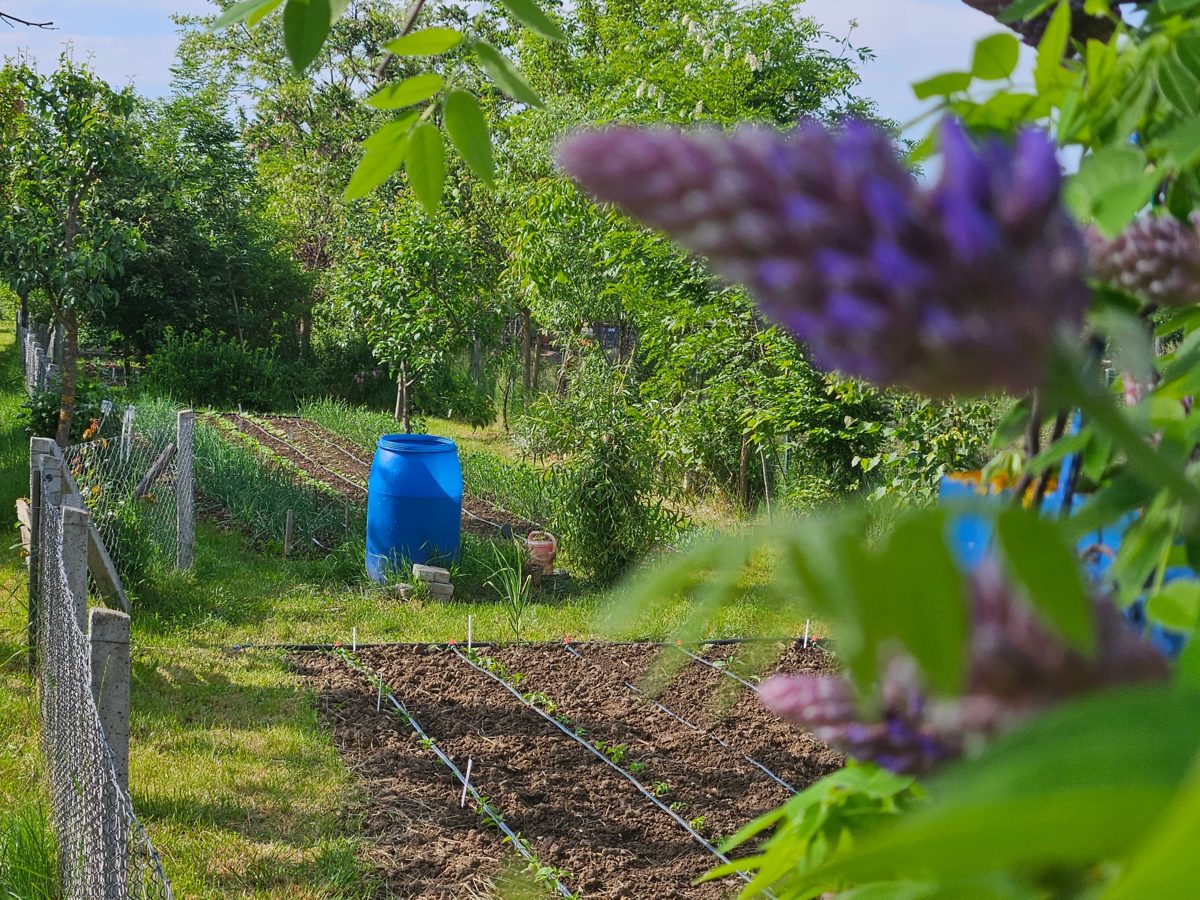 Vegetable beds between young trees at SanaTerraFarm